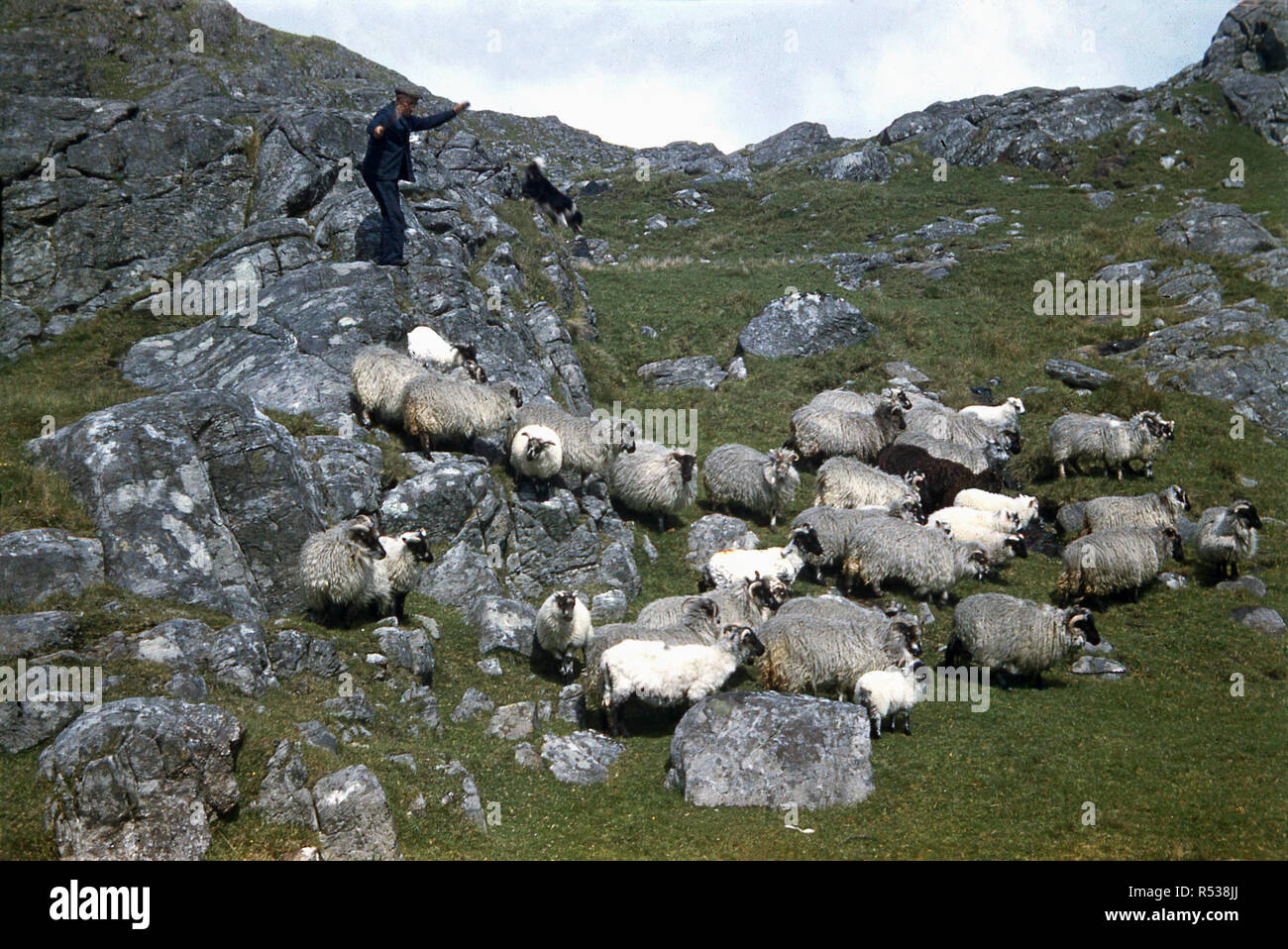 1960s, historical, over rocky island terrain on the Orkneys, a Scottish shepherd and his sheepdog round up a flock of north ronaldsay or orkney sheep, Northern Isles, Scotland, UK. Stock Photo