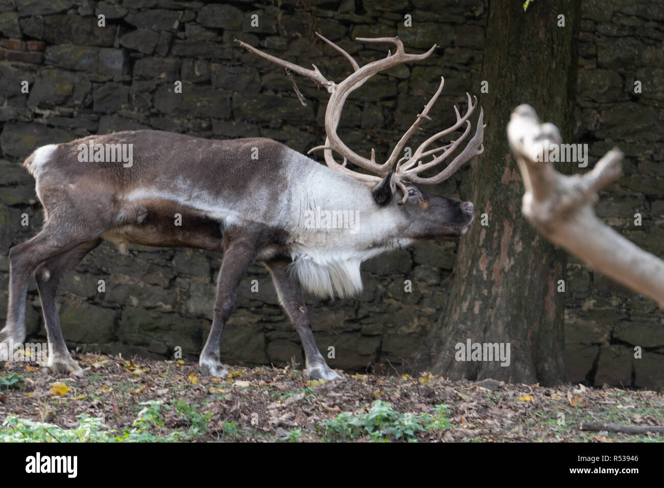 Big reindeer 4 Stock Photo - Alamy