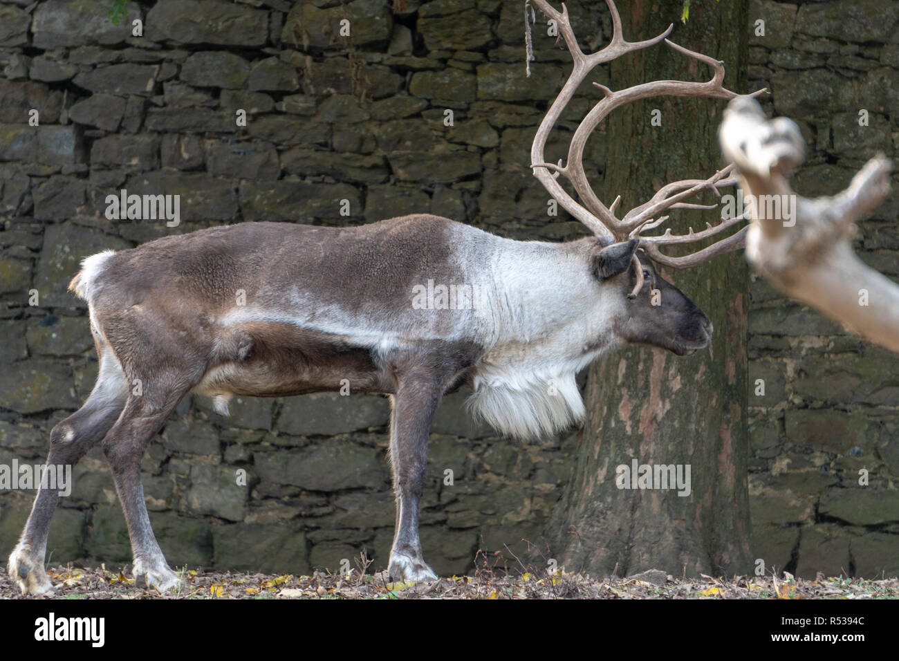 Big reindeer 1 Stock Photo Alamy