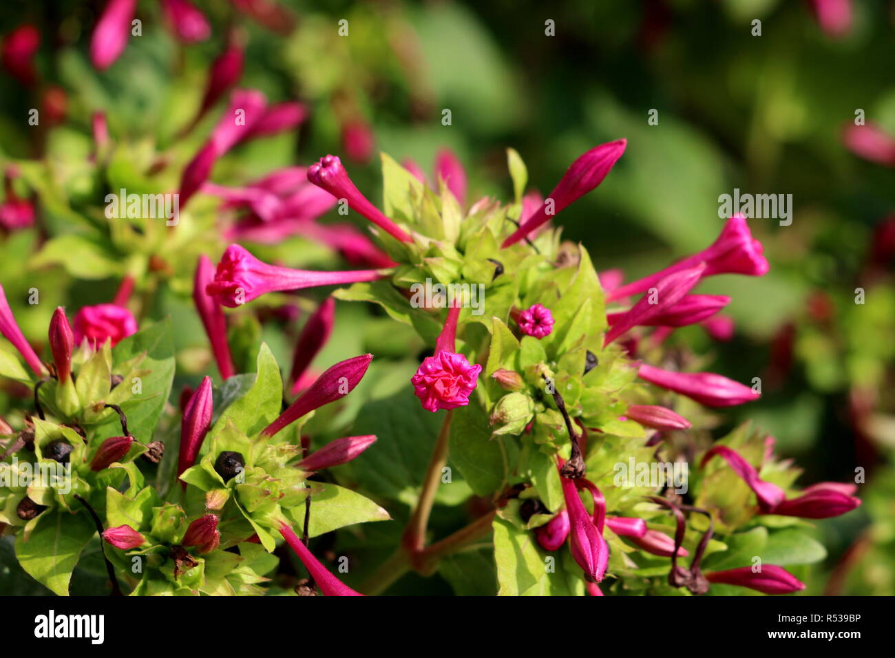 Marvel of Peru or Mirabilis jalapa or Four oclock flower or Beauty of