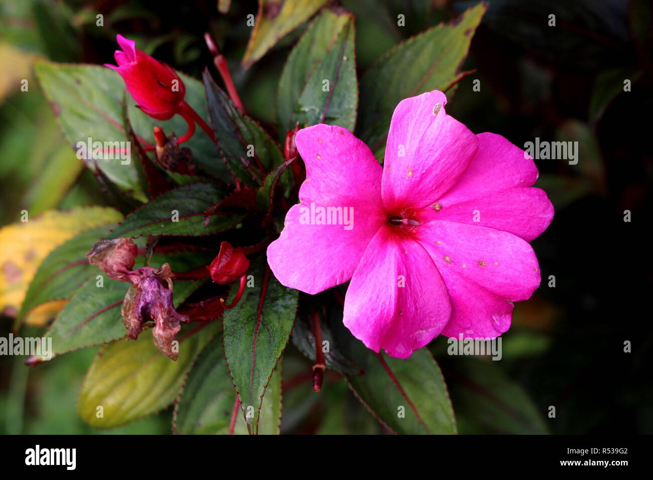 New Guinea impatiens or Impatiens hawkeri flowering plant with single open blooming large dark pink flower surrounded with closed flower buds Stock Photo