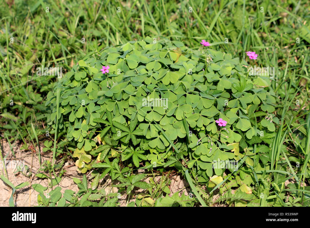 Pink sorrel or Oxalis articulata or Windowbox wood sorrel flowering plant shaped like small bush with dense green leaves and few fully open flowers Stock Photo
