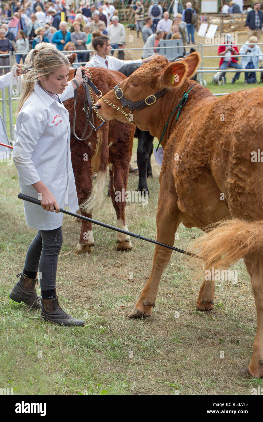 Woman handler using show stock stick to positon the animal in a better position for a judge to observe. Limousin, beef continental breed. Stock Photo