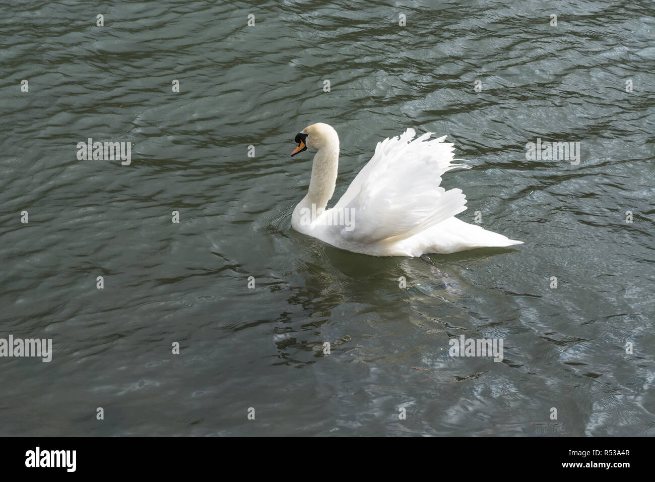 swan on a lake. Stock Photo