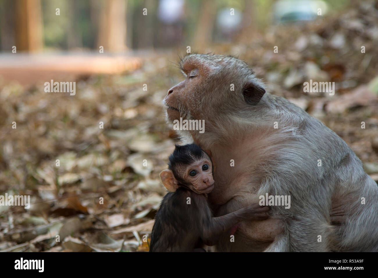 Little monkey Long Tail Macaque embraces his mother, who is sitting with closed eyes. Stock Photo