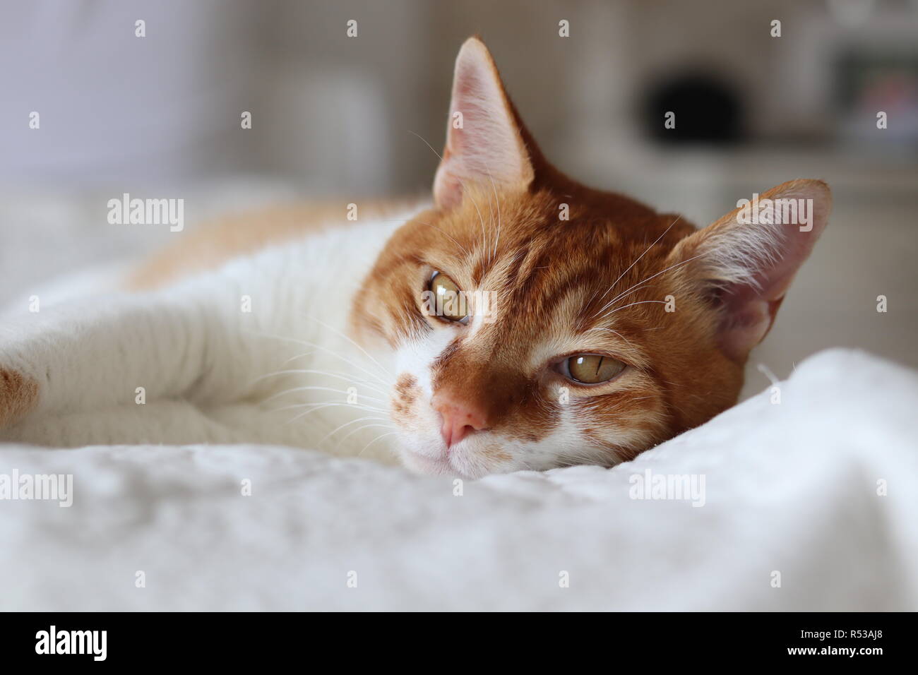 Cat laying on bed Stock Photo Alamy