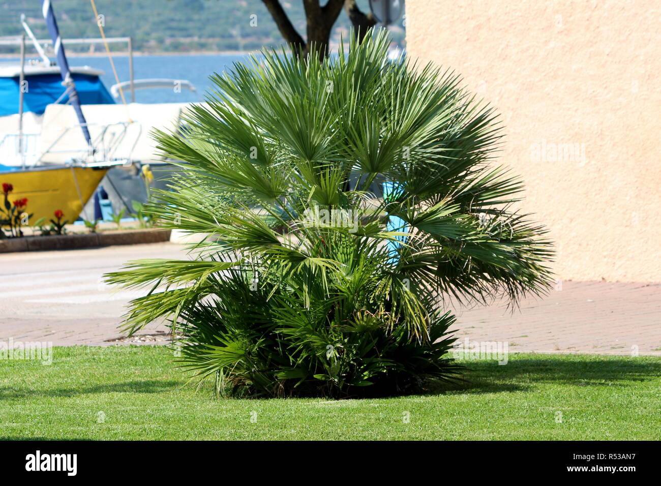 Small Palm Bush Stock Photos Small Palm Bush Stock Images Alamy