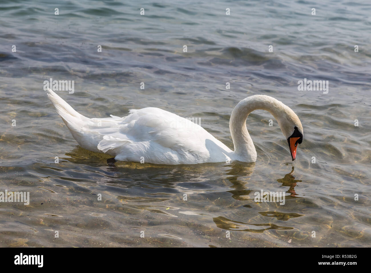 Lone swan swimming in a lake and looking down into the water. Stock Photo