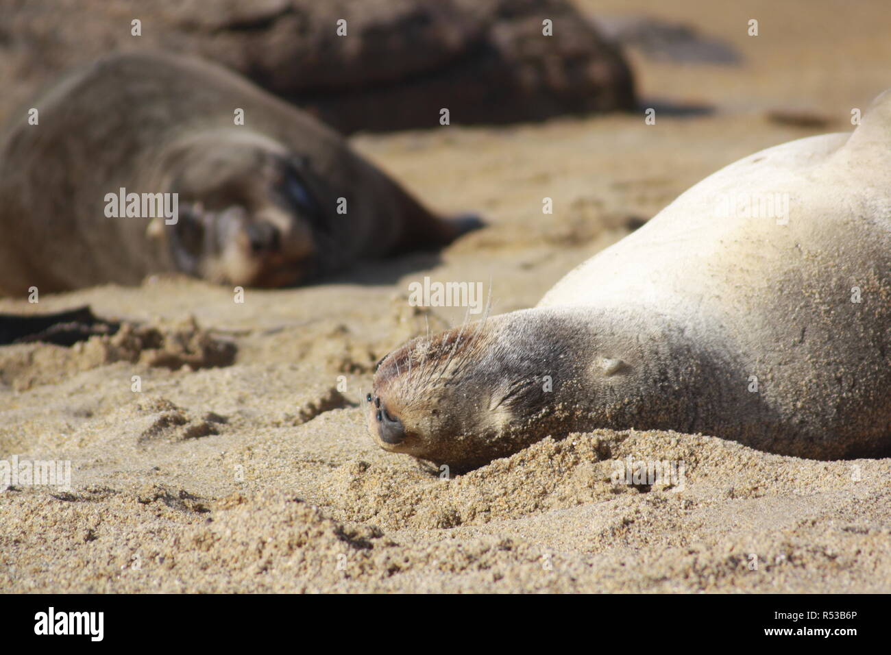 sea lions on the south island of new zealand Stock Photo