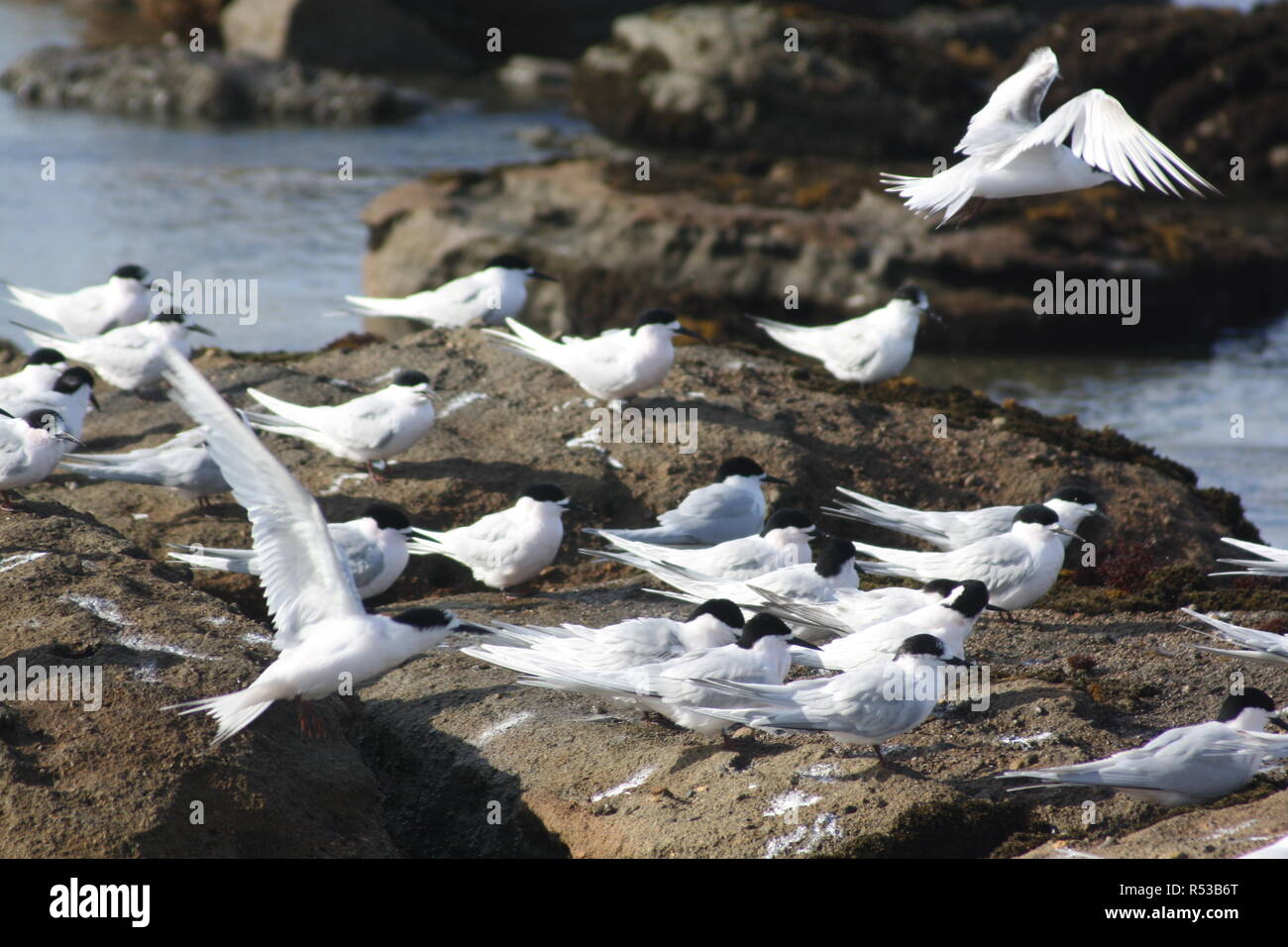 caspian terns on the coast of new zealand Stock Photo
