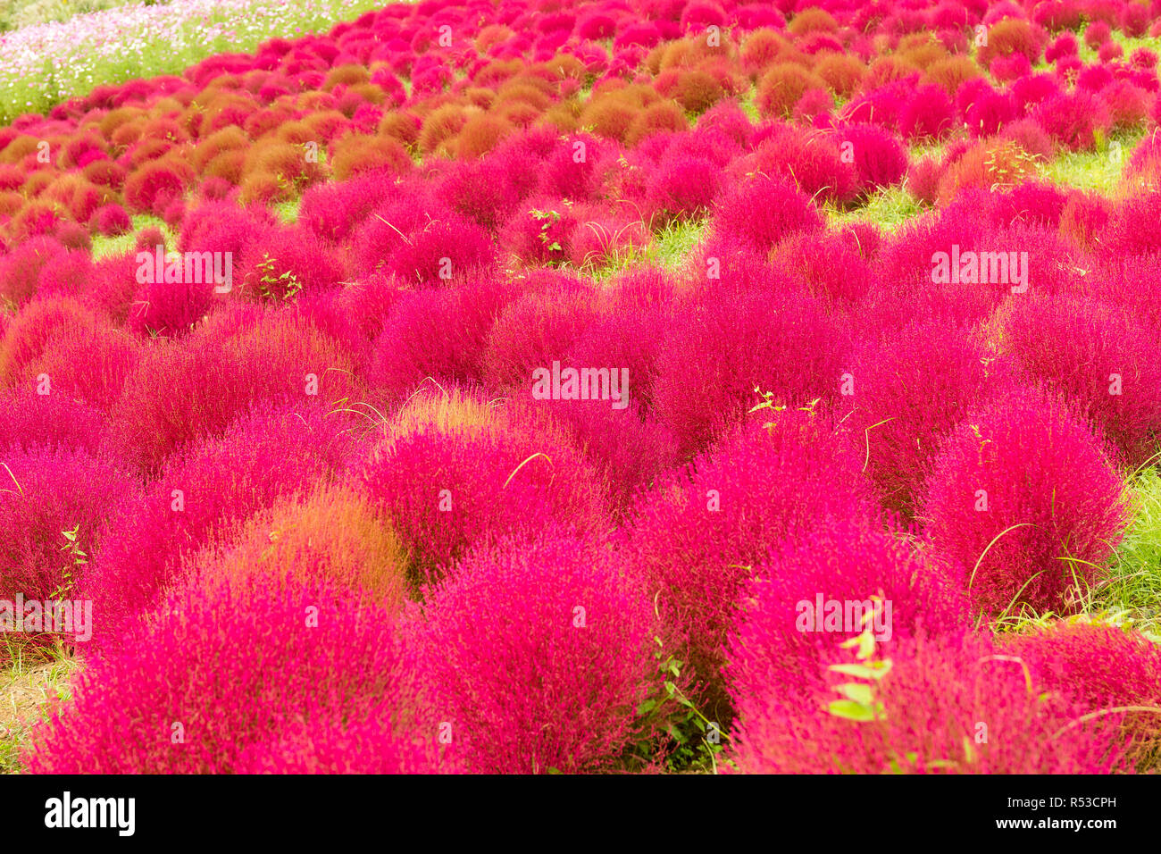 Red Bassia scoparia in Autumn season Stock Photo