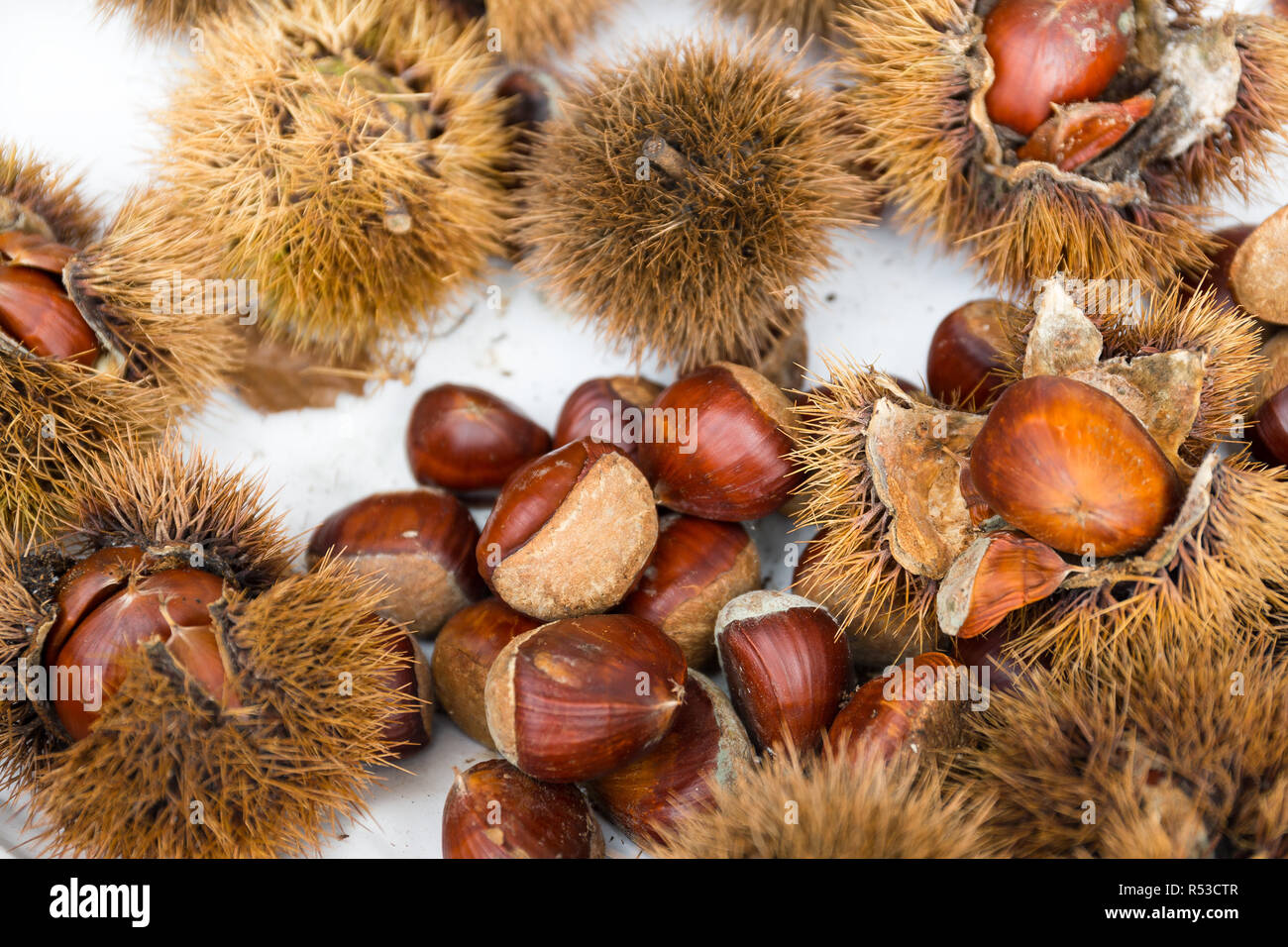 Fresh Chesnut Stock Photo Alamy