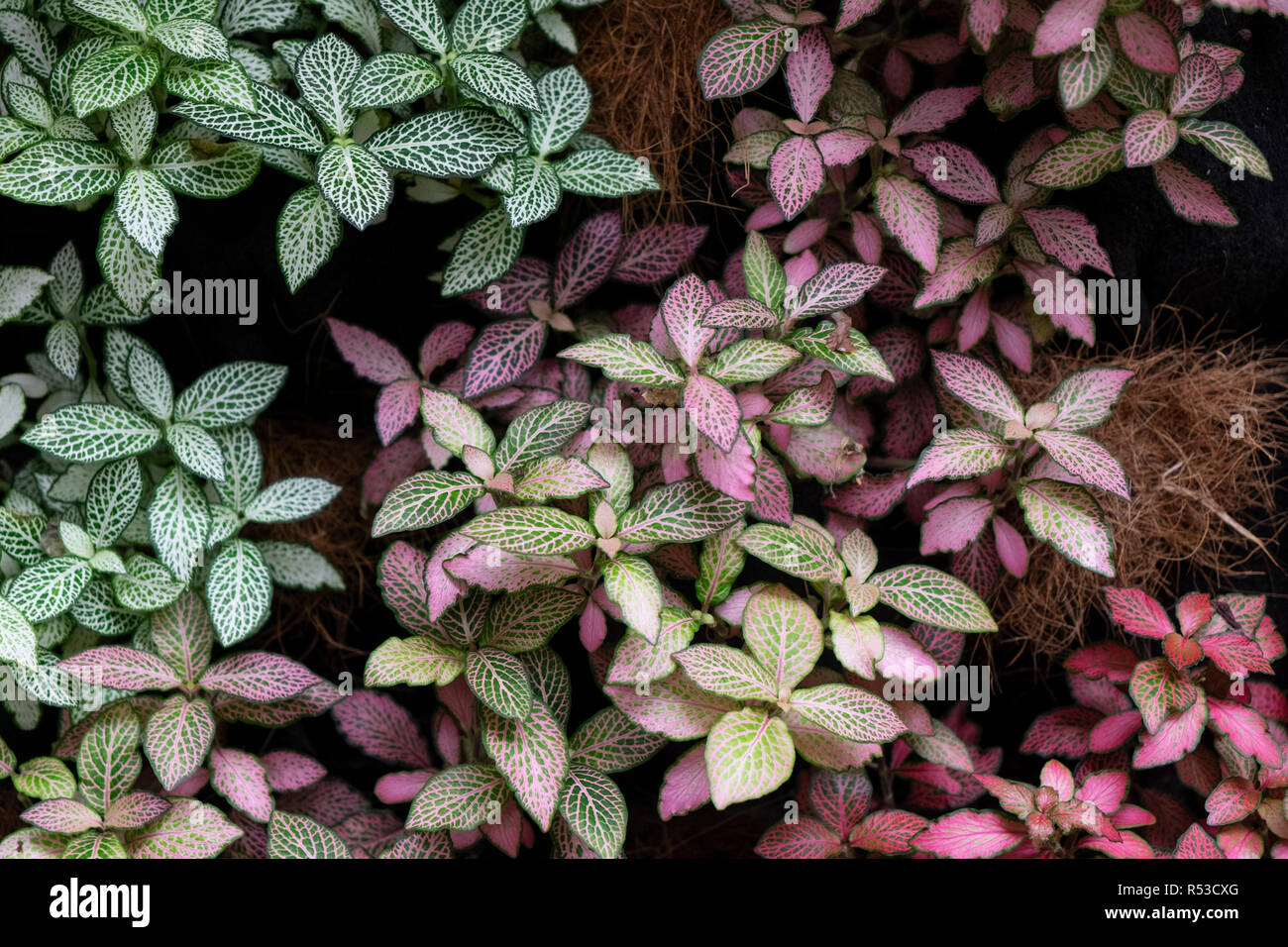 Hypoestes, also known as the polka dot plant, a popular foliage houseplant Stock Photo