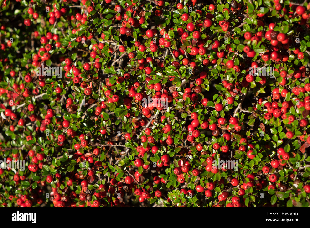 Cotoneaster in late autumn, red berries  with green leaves, a popular shrub for winter colour and wildlife friendly too Stock Photo