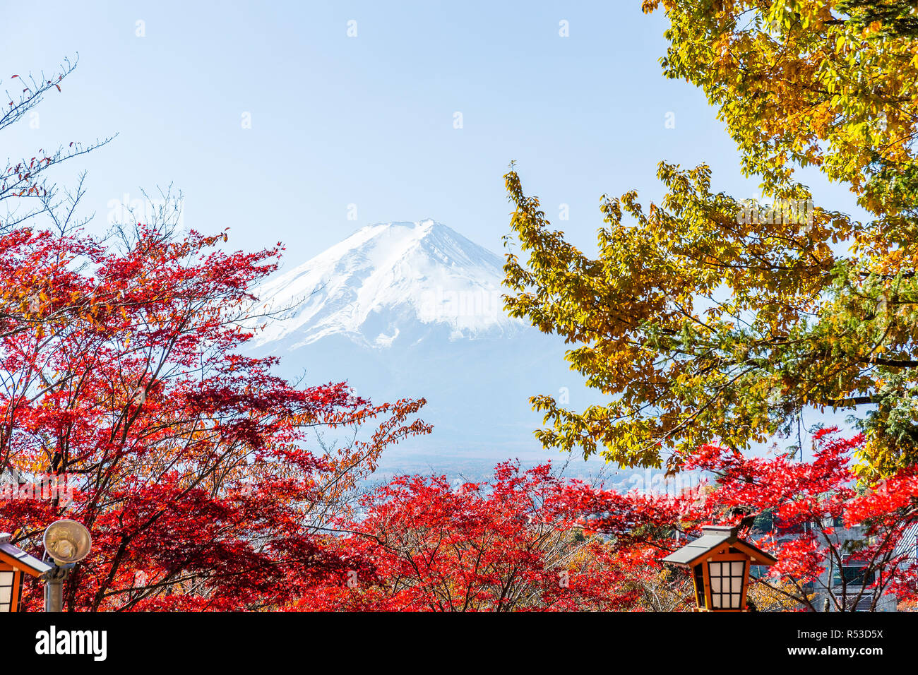 Mountain Fuji and maple tree Stock Photo - Alamy