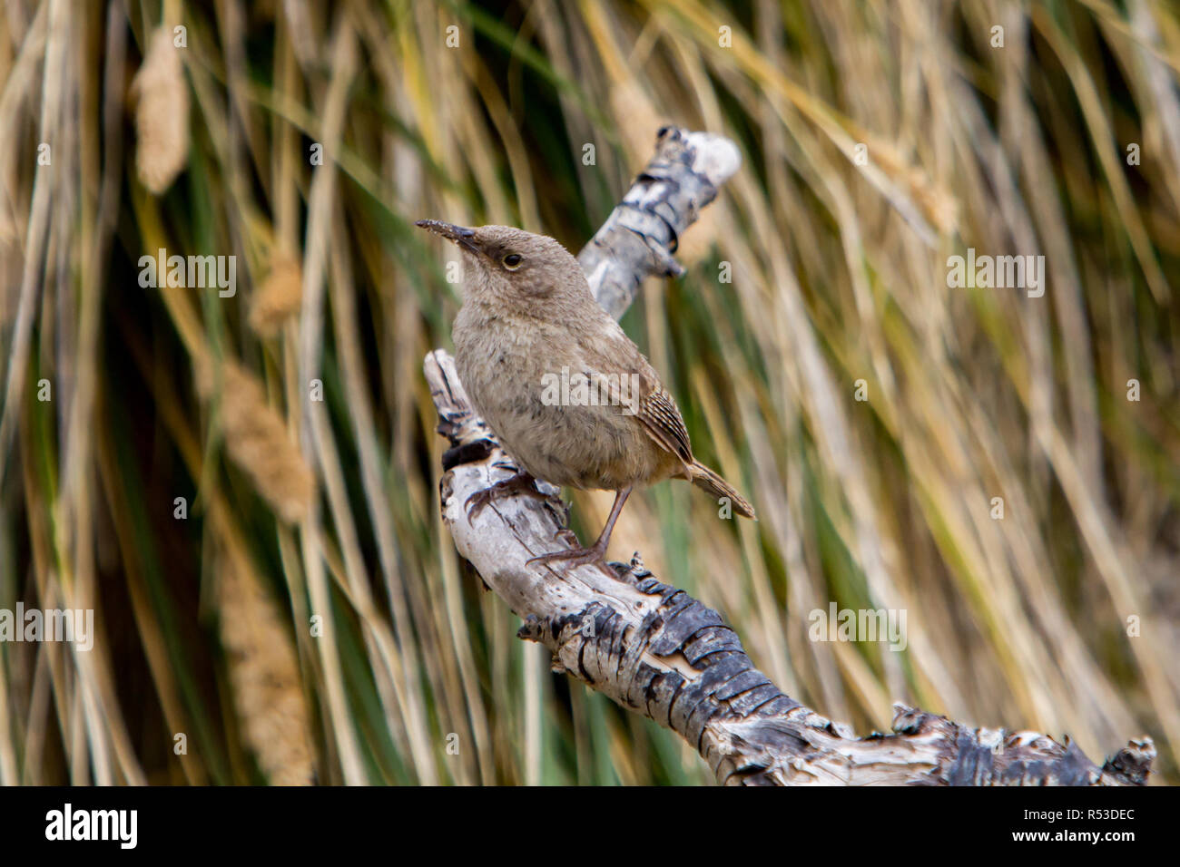 Cobb's Wren, an endemic songbird to the Falkland Islands, on Carcass Island in West Falkland survives on rat free areas only Stock Photo