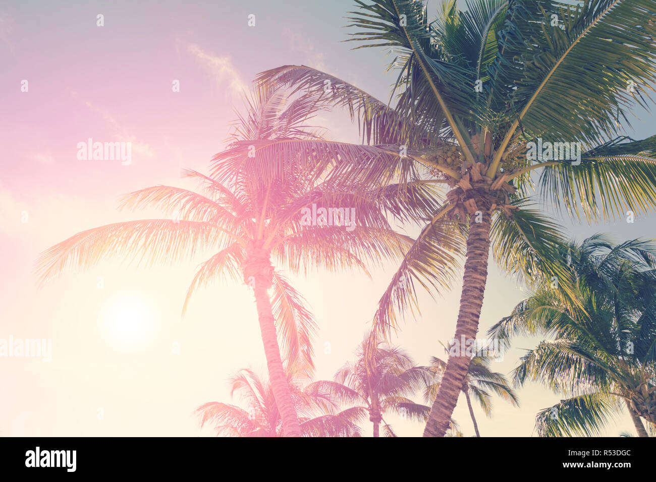 Tropical beach with palm trees and sunny sky Stock Photo - Alamy