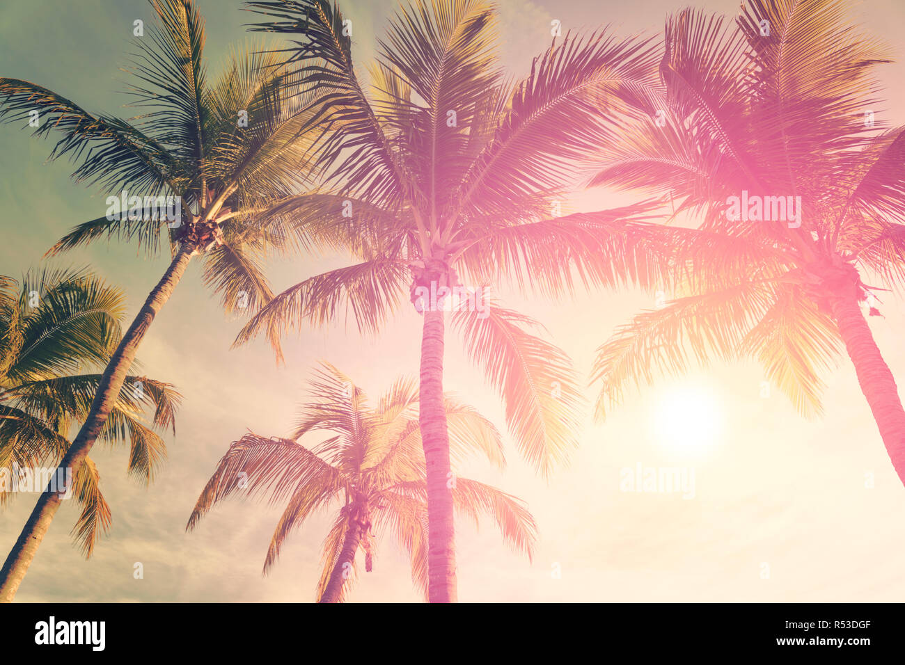 Tropical beach with palm trees and sunny sky Stock Photo - Alamy