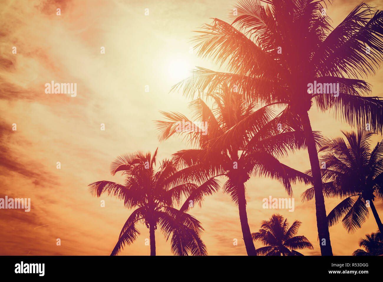 Tropical beach with palm trees and sunny sky Stock Photo - Alamy