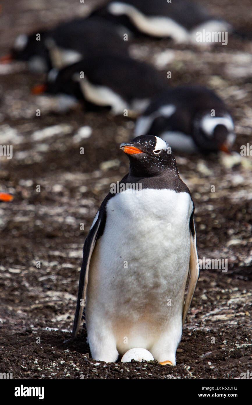 A gentoo penguin showing its newly laid egg at a breeding colony on Carcass Island in the Falkland Islands Stock Photo