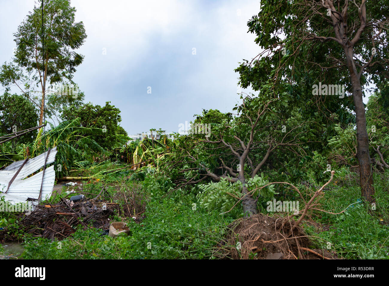 broken trees after a strong storm went through Stock Photo - Alamy