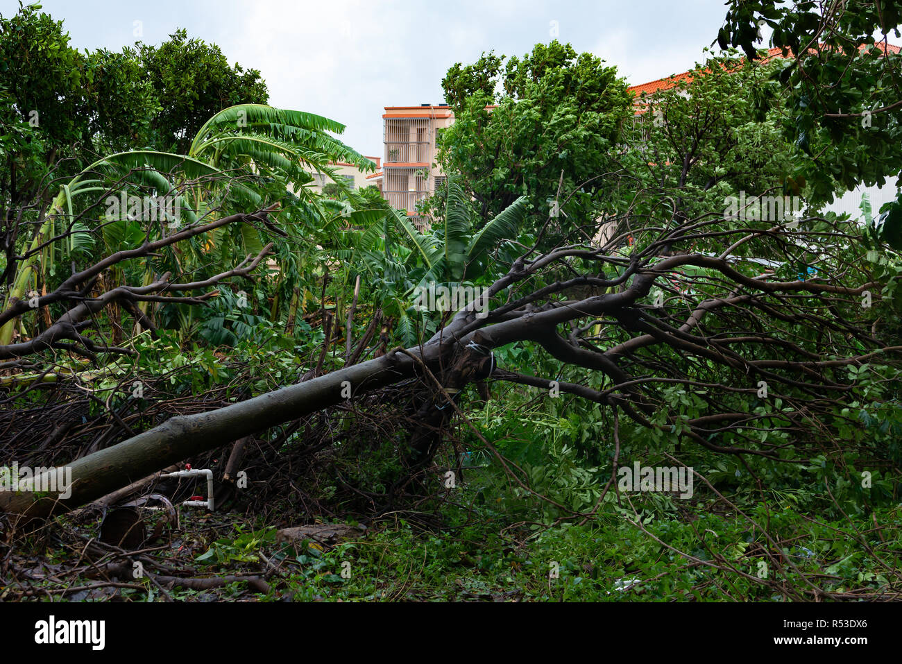broken trees after a strong storm went through Stock Photo - Alamy