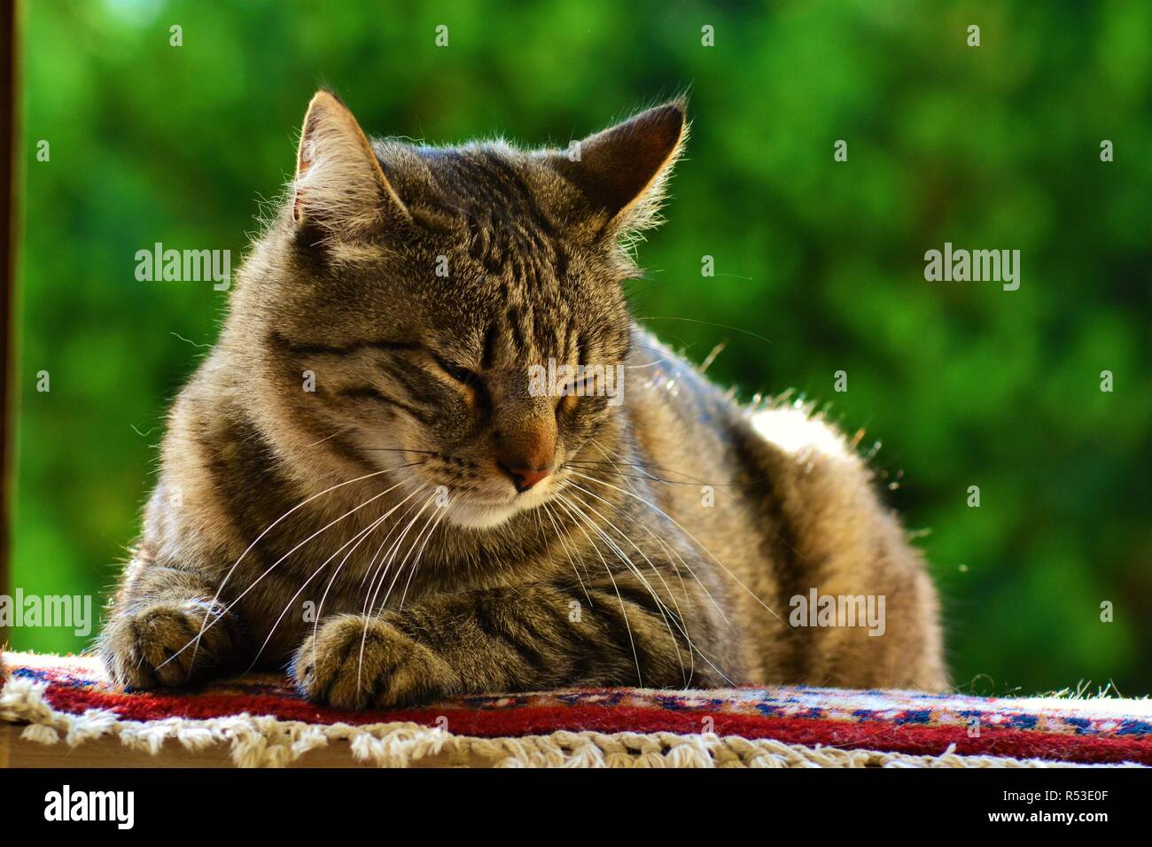Cat On Ceiling Stock Photo 226884911 Alamy
