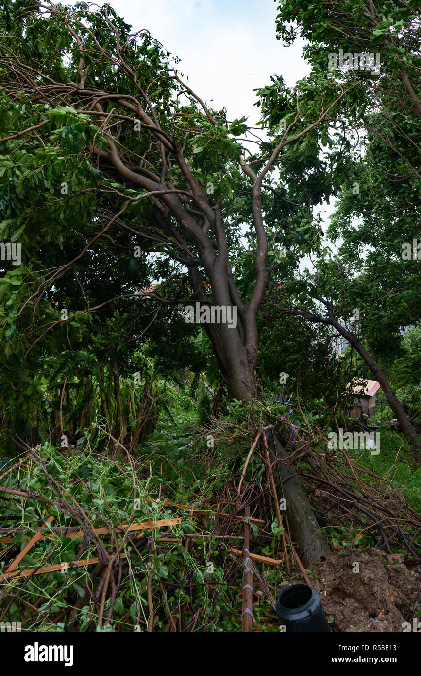 broken trees after a strong storm went through Stock Photo - Alamy