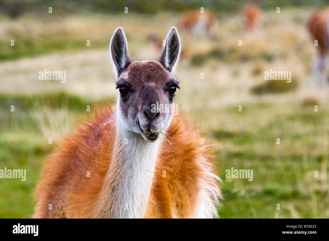 Guanacos are one of the members of the camel family found in the new world, here in Torres del Paine, Chile Stock Photo