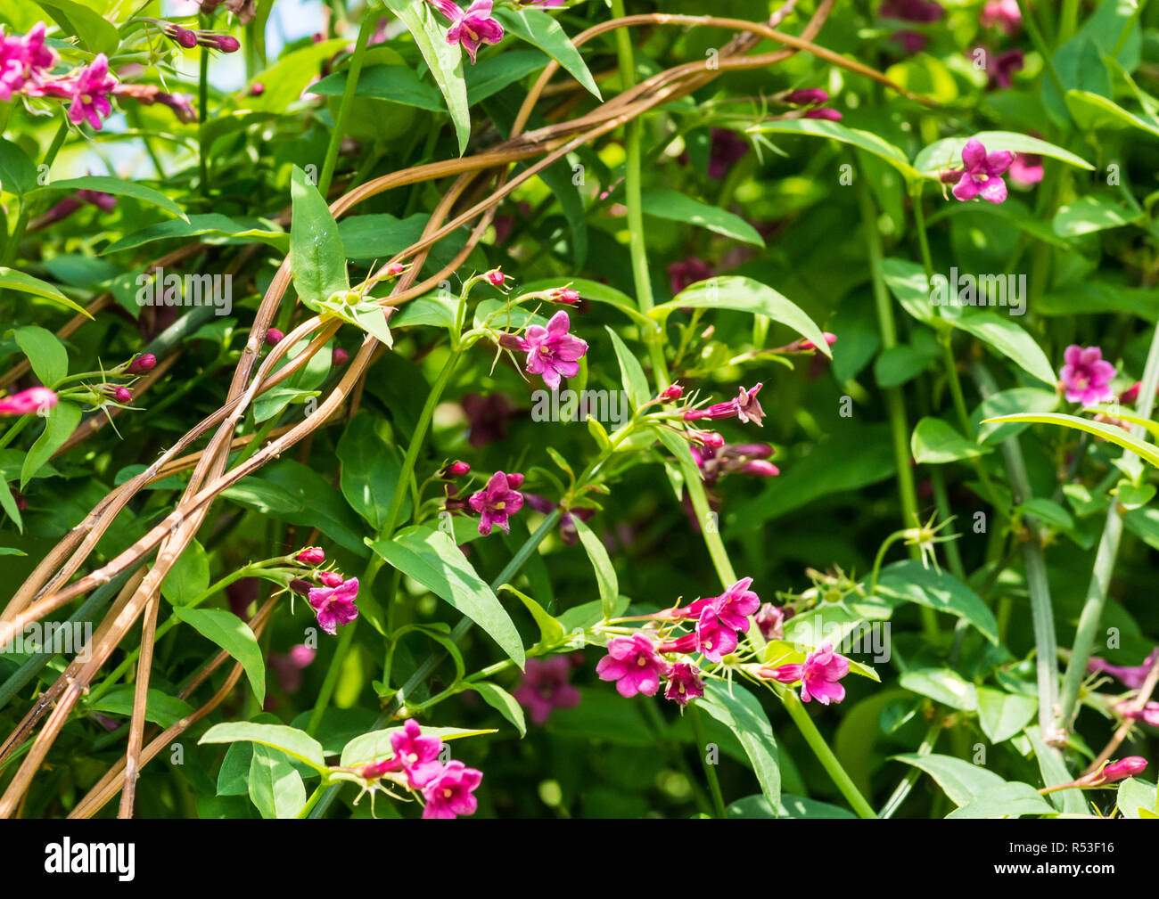 A shot of some Jasminum beesianum blossom. Stock Photo