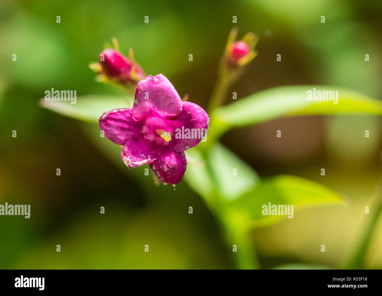A macro shot of some Jasminum beesianum blossom. Stock Photo