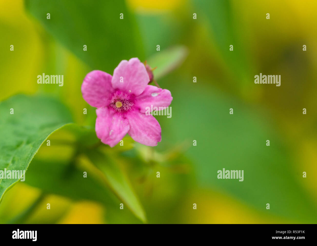 A macro shot of a pink jasmine flower. Stock Photo