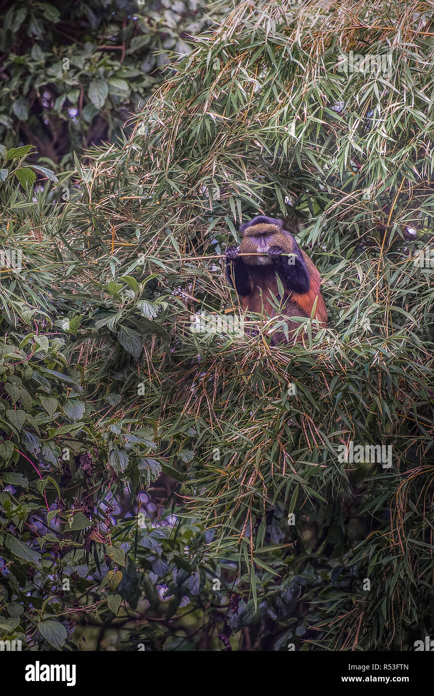 Golden Monkey,  Virunga volcanic mountains, Central Africa Stock Photo