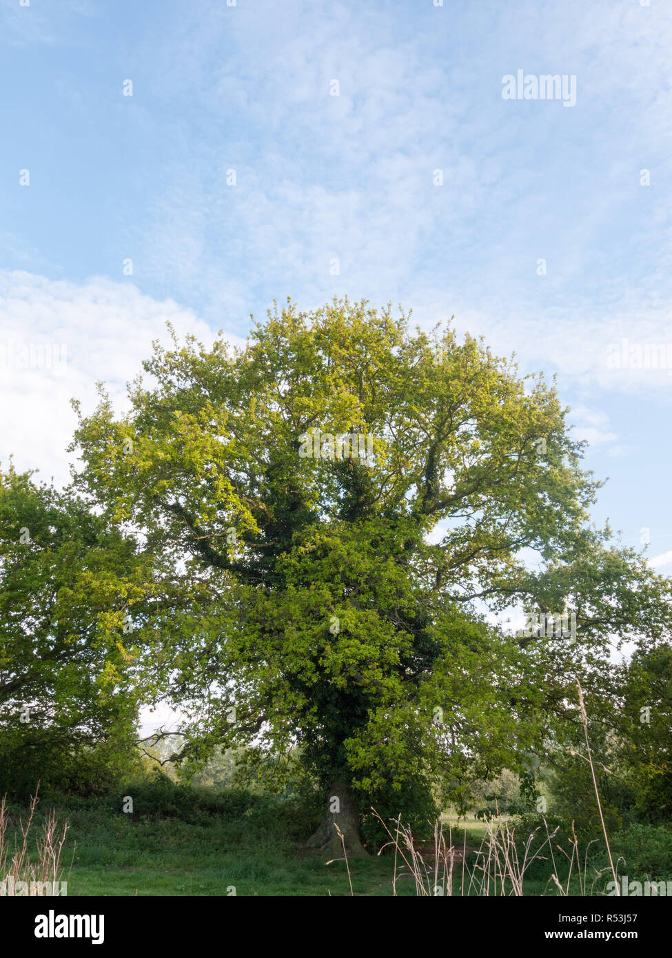 a lovely ripe tree fresh with green leaves nature beauty growing Stock ...