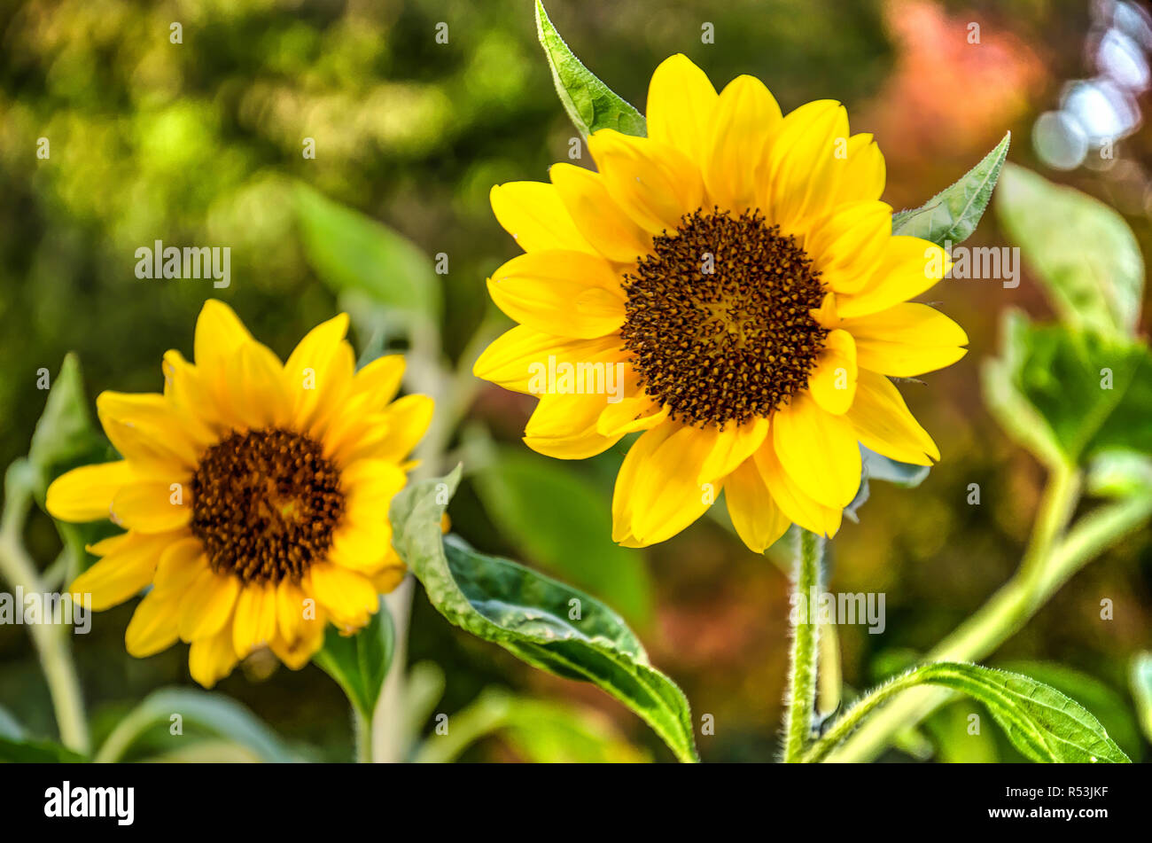 Two sunflowers, one in focus, the other one slightly blurred in the background, in an little urban park in autumn Stock Photo