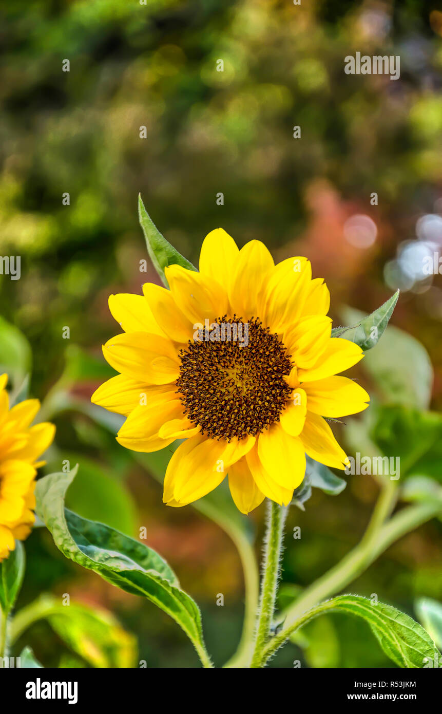 Image in portrait orientation of a sunflower with a dark green blurred background Stock Photo