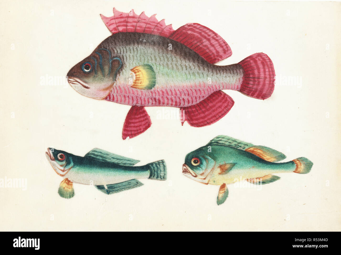 chinese fish illustration Stock Photo