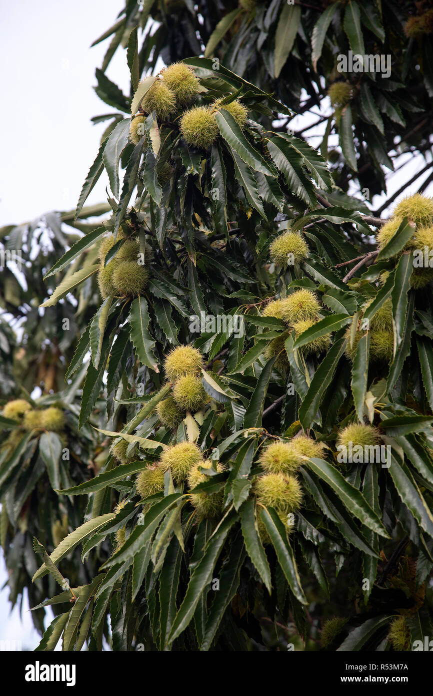 Sweet chestnut (Castanea sativa), tree full of chestnuts Stock Photo ...