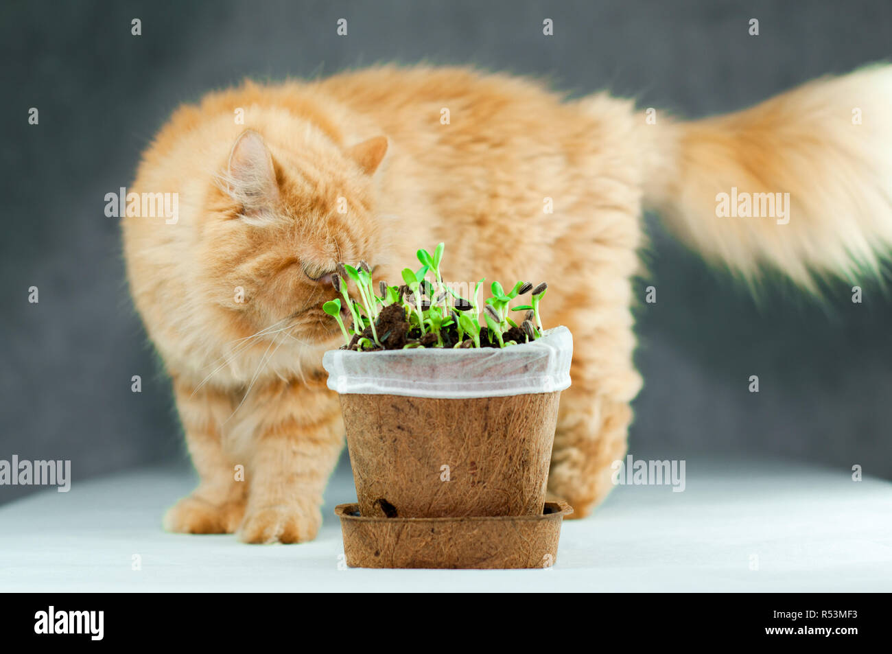 Orange Persian Cat Checking on a Sunflower Sprouts Stock Photo