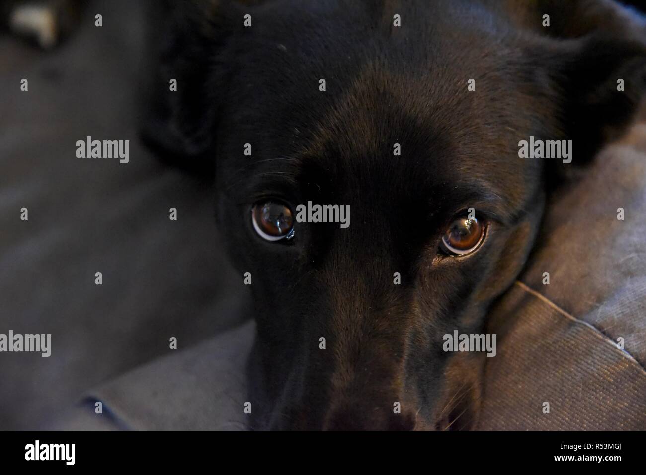 Sad eyes puppy hi-res stock photography and images - Alamy