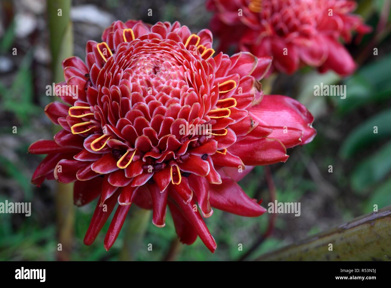 Etlingera elatior, also known as torch ginger, ginger flower, red