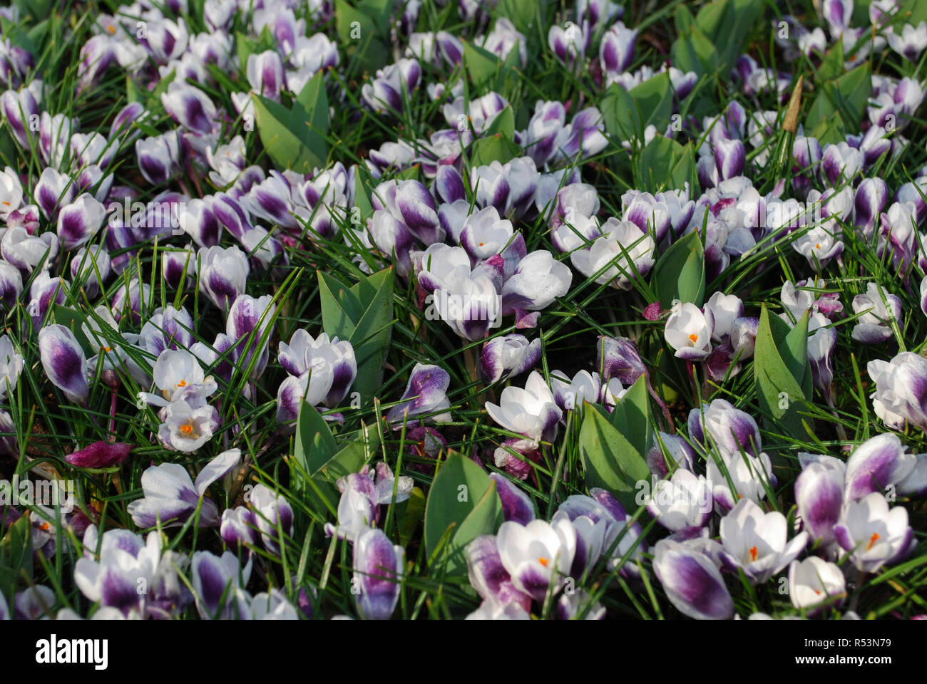 Crocus Prins Claus grown in the park. Spring time in Netherlands. Stock Photo