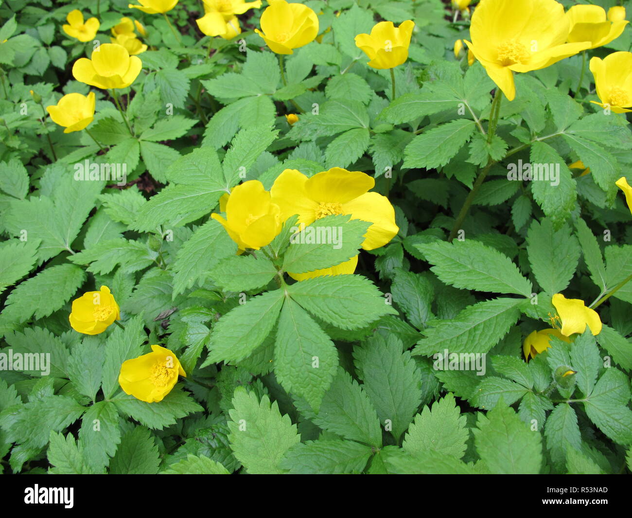 blooming japanese wood poppy,hylomecon japonica Stock Photo Alamy