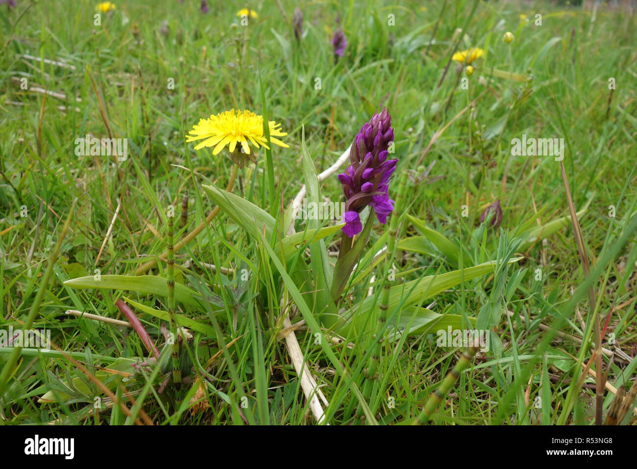 broad-leaved orchid Stock Photo