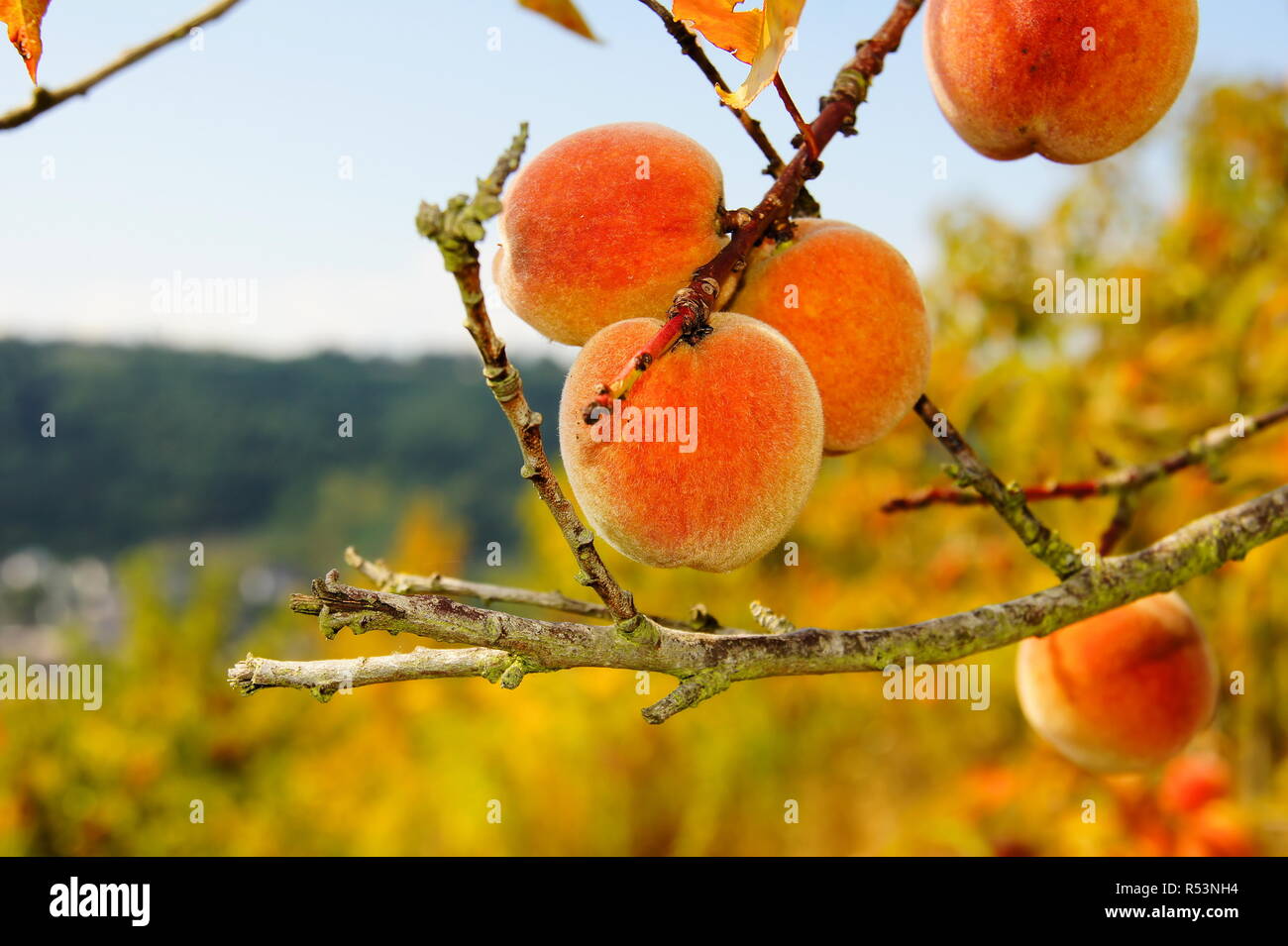 vineyard peaches on the treern Stock Photo