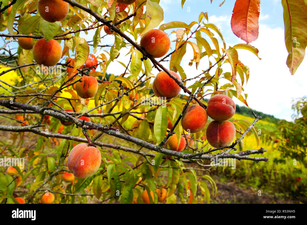 vineyard peaches on the treern Stock Photo