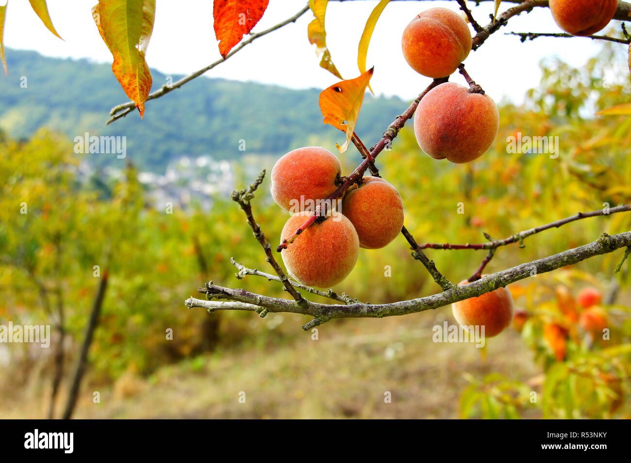 vineyard peaches on the treern Stock Photo