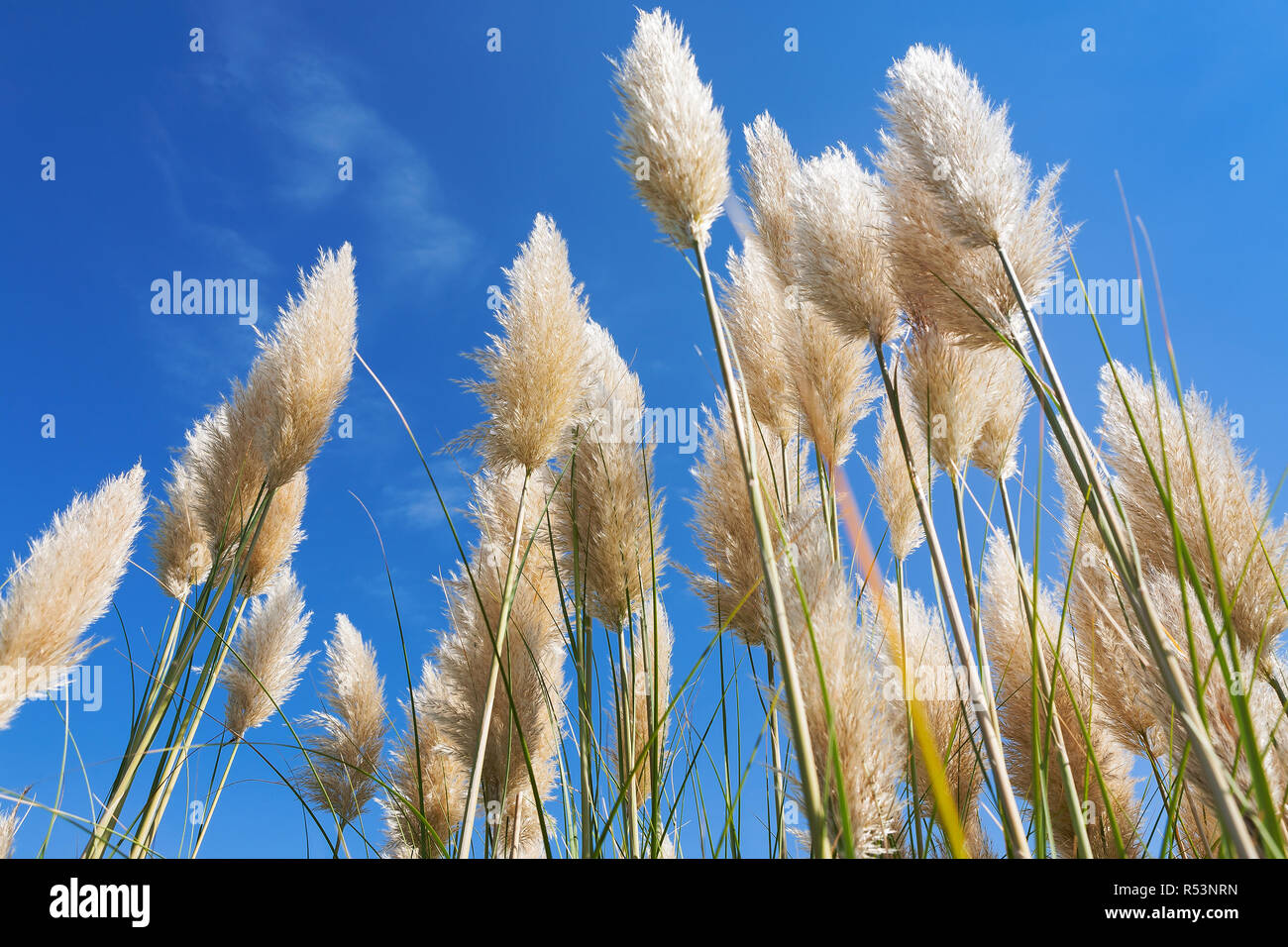 Pampas grass in a blue sky Stock Photo Alamy