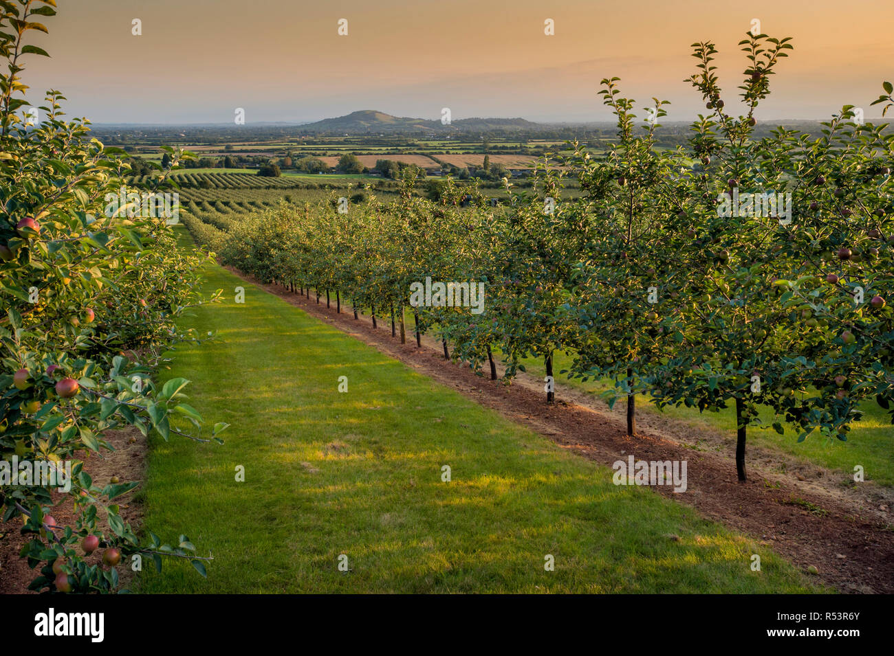 A Cider Apple Orchard in evening light in Somerset 2018 Stock Photo