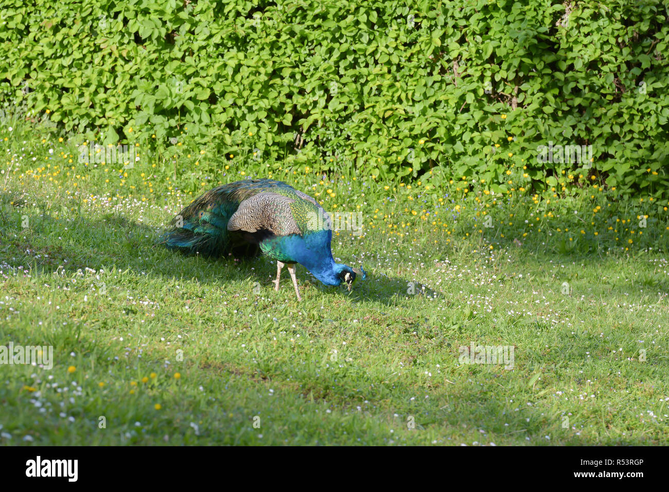 beautiful peacock in the park Stock Photo - Alamy